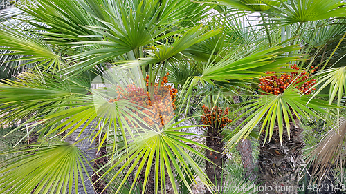 Image of Palm tree with bright orange fruits