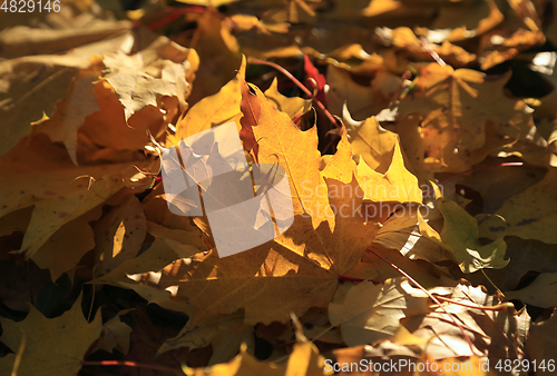 Image of Autumn foliage of maple burning in the rays of the evening sun