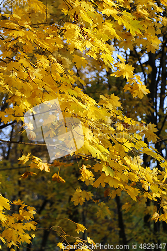 Image of Bright yellow autumn maple trees 