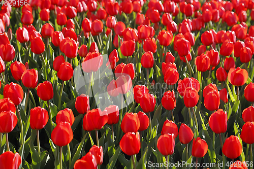 Image of Beautiful red tulips glowing on sunlight