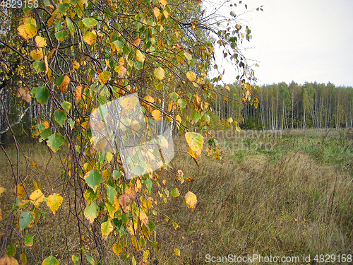 Image of Autumn landscape with branches of yellow birch tree