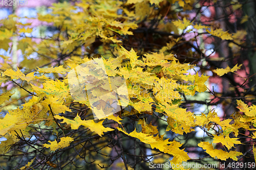 Image of Beautiful bright yellow foliage of autumn maple