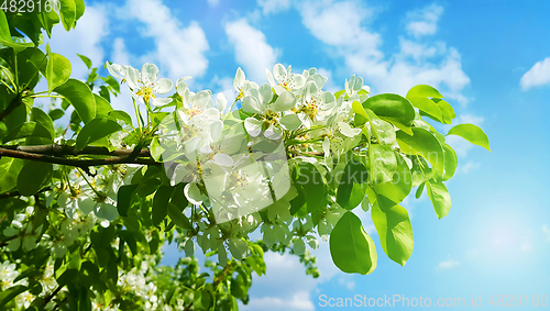Image of Beautiful branch of a spring fruit tree with beautiful white flo