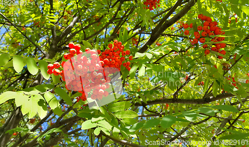 Image of Branches of mountain ash 