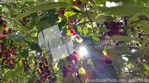 Image of Branches of bird cherry with sunlight