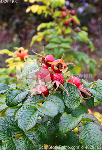 Image of Dog-rose berries in autumn