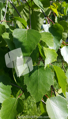 Image of Beautiful branch of a spring birch