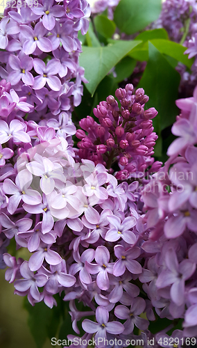 Image of Beautiful blossoming lilac flowers