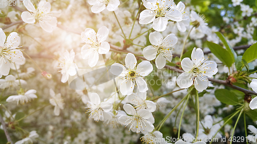 Image of Beautiful branch of spring blooming cherry tree 