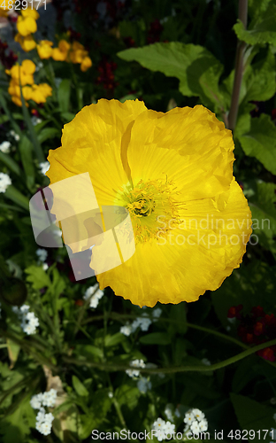 Image of Bright beautiful yellow poppy