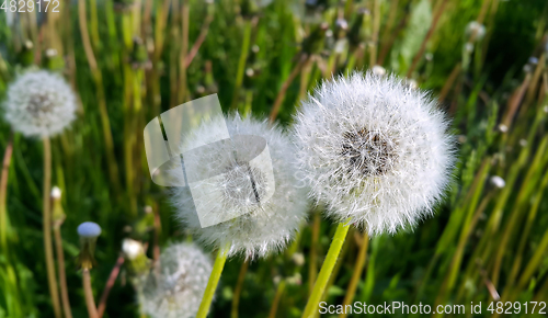 Image of Beautiful white dandelions