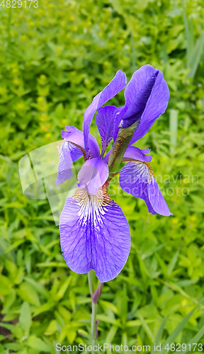 Image of Beautiful iris flower 