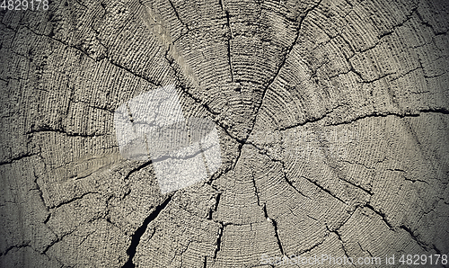 Image of Natural old wooden texture with rings and cracks pattern