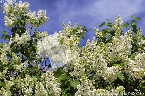 Image of Beautiful spring branches of blooming white lilac bush