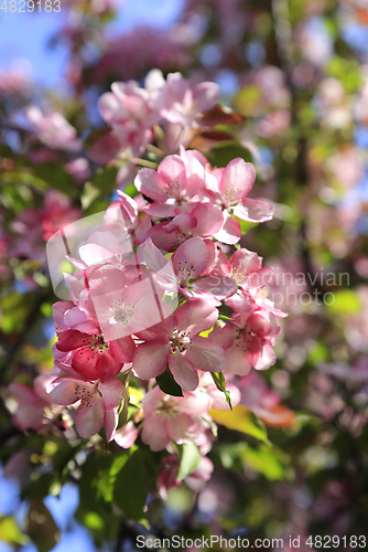 Image of Branch of spring apple tree with beautiful pink flowers