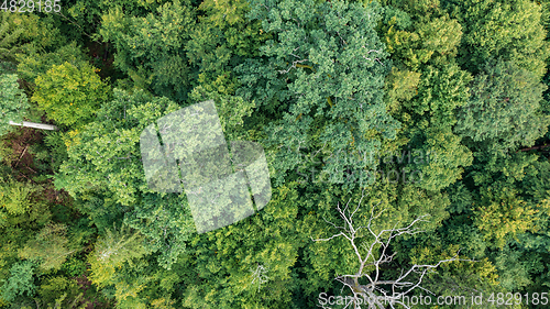 Image of Topl view of mixed tree stand