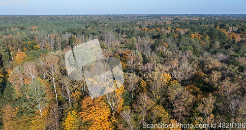 Image of Polish part of Bialowieza Forest to east