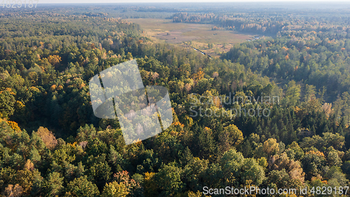 Image of Polish part of Bialowieza Forest to east