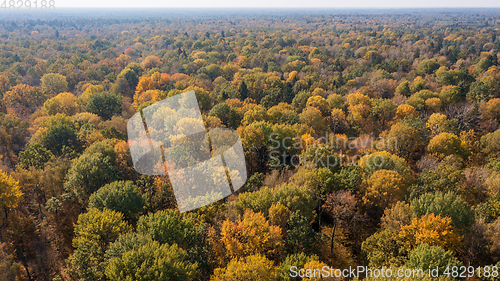 Image of Polish part of Bialowieza Forest to east