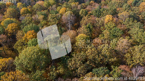 Image of Polish part of Bialowieza Forest to east