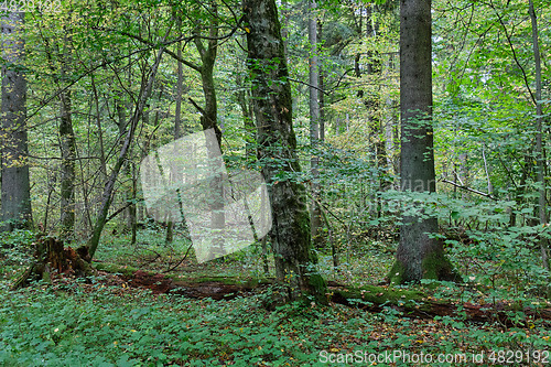 Image of Autumnal deciduous tree stand with hornbeams and oaks