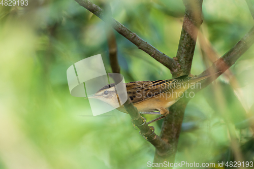 Image of Sedge warbler (Acrocephalus schoenobaenus) on branch