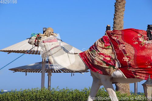 Image of White camel led on leash in Egypt