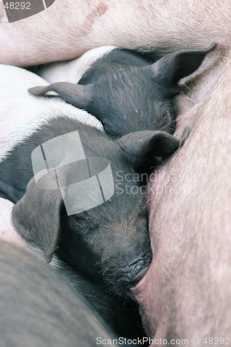 Image of Squashed piglets 1