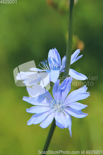 Image of Blue flowers of Cichorium blooming in summer closeup