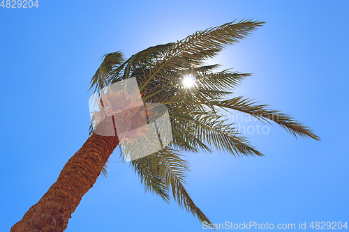 Image of Sun rays make their way through branches of palm tree. Travel concept