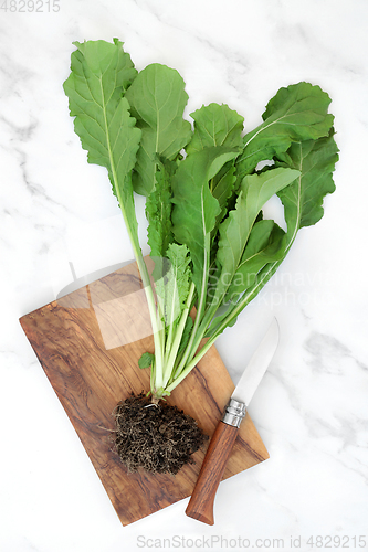 Image of Healthy Rocket Plant with Soil Root Ball