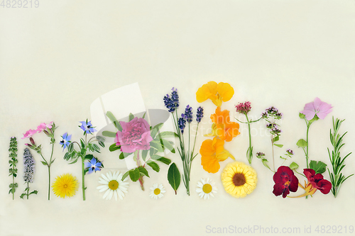 Image of Herbs and Flowers for Alternative Plant Medicine