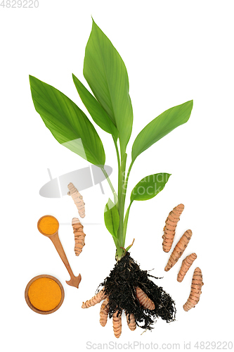 Image of Turmeric Plant with Powder and Roots in Soil 