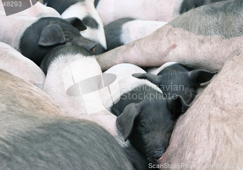 Image of Squashed piglets 2