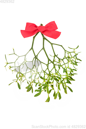 Image of Mistletoe Plant Pagan Symbol of Fertility 