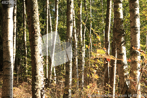 Image of Birches