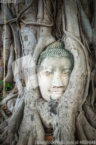 Image of Buddha Head in Tree Roots, Wat Mahathat, Ayutthaya, Thailand