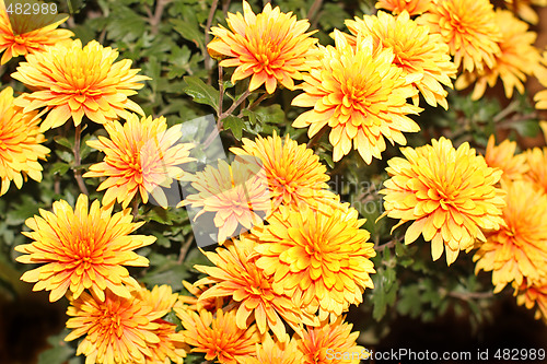 Image of Chrysanthemum