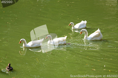 Image of Sweeming geese flock