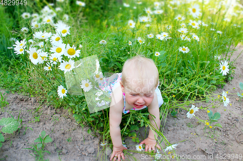 Image of baby falls down in flower-bed of white beautiful chamomiles