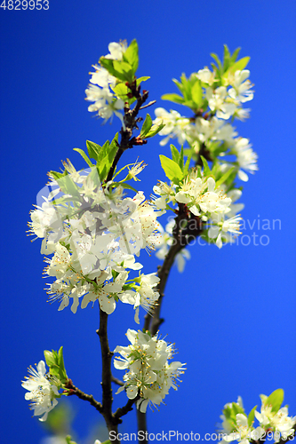 Image of spring blossoming of tree of plum and blue sky