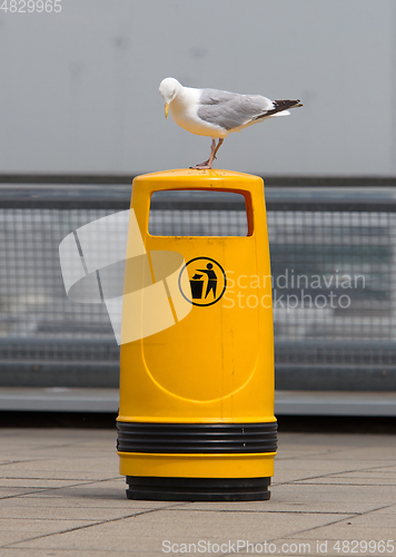 Image of Seagull on an old yellow bin