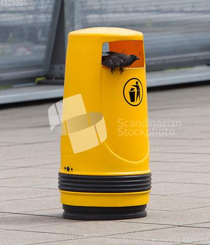 Image of Jackdaw on an old yellow bin