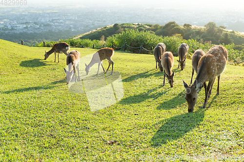 Image of Deer in Mount Wakakusa and eating grass