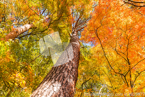 Image of Maple tree in autumn