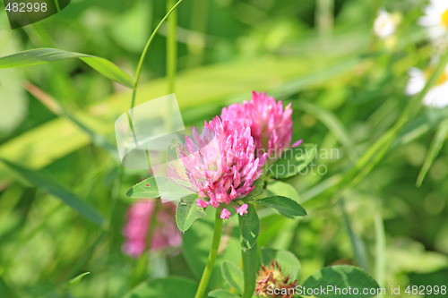 Image of Red clover