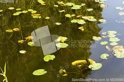 Image of Water in the lake