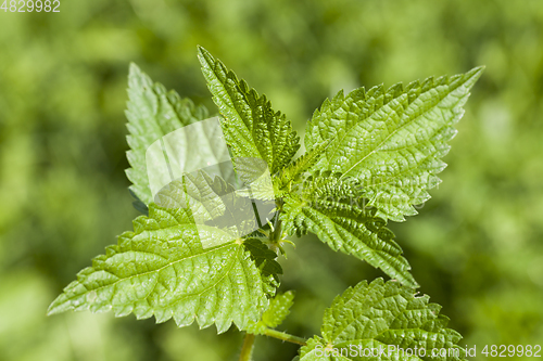 Image of Green nettle, close-up