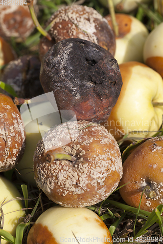 Image of Spoiled apple harvest