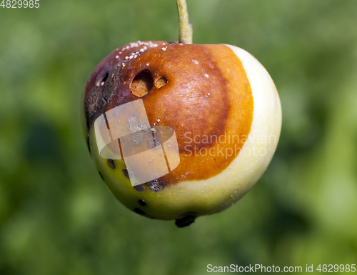 Image of Spoiled crop of apples